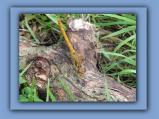 Common Darter female Hetton Park. 16th July 2023_Prv.jpg